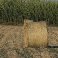 IMG 7975