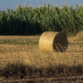 IMG 7977