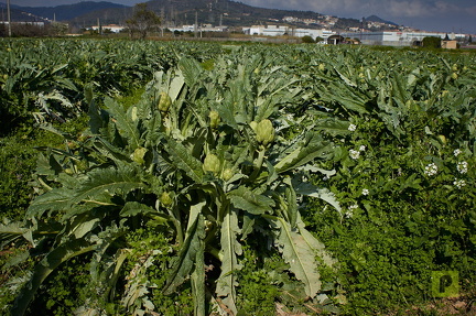 IMG 6832