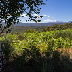 Camí de Sant Jaume, camí Francès