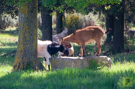 IMG 3489